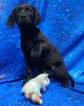 Labrador Retriever Dogs Available for Adoption - 260278  Bud | PetCurious