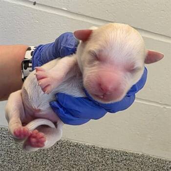 Rescue American Staffordshire Terrier and Mixed Breed Dogs for Adoption in Houston, Texas - A645062 | PetCurious