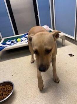Honey Girl -  Terrier and Mixed Breed Dog for Adoption in Honolulu, Hawaii - Honey Girl | PetCurious