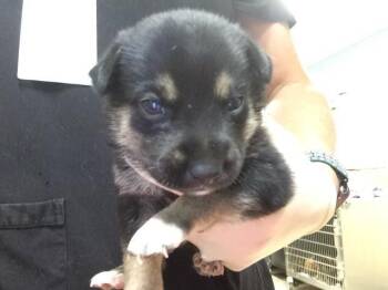 YANKEE -  German Shepherd Dog and Mixed Breed Dog for Adoption in Riverside, California - YANKEE | PetCurious