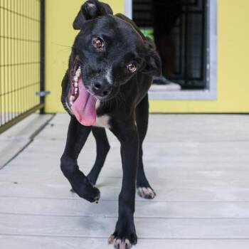 Kara -  Mixed Breed Dog for Adoption in Bradenton, Florida - Kara | PetCurious