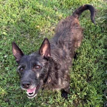 Dante -  Cattle Dog and Mixed Breed Dog for Adoption - Dante | PetCurious