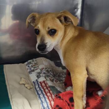 Chihuahua and Dachshund Dogs Available for Adoption - Sancho | PetCurious