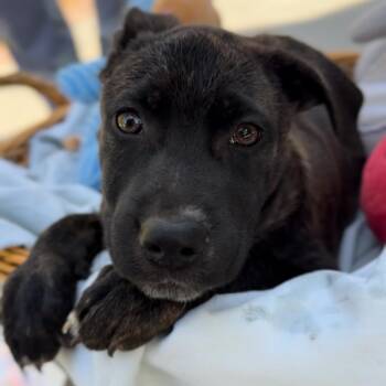 Australian Cattle Dog Blue Heeler and Boxer Dogs Available for Adoption - Capricorn | PetCurious