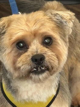 Rescue West Highland White Terrier Westie and Shih Tzu Dogs for Adoption in Ashville, Ohio - Emmit | PetCurious