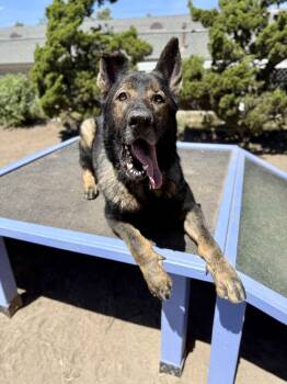 Zion -  German Shepherd Dog Dog Available for Adoption in Seal Beach, California - Zion | PetCurious