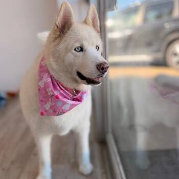 Husky Dogs Available for Adoption in Green Bay, Wisconsin - Allie | PetCurious