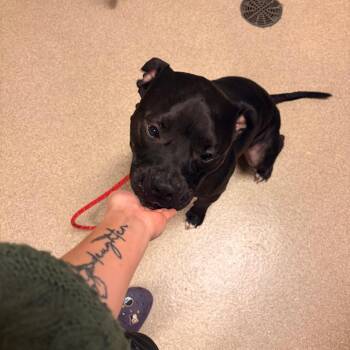 Mavrick -  American Bulldog Dog for Adoption in Bristol, Indiana - Mavrick | PetCurious