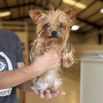 Bumble Bee -  Yorkshire Terrier Dog for Adoption in Chicago, Illinois - Bumble Bee | PetCurious