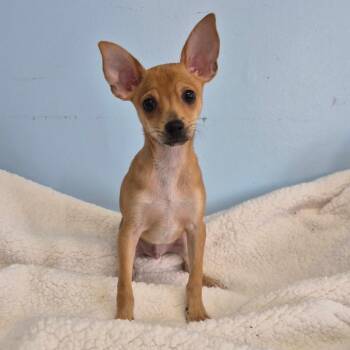 Jude -  Chihuahua Dog for Adoption in Wahiawa, Hawaii - Jude | PetCurious