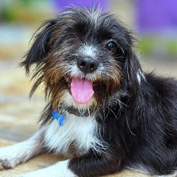 Baxter -  Schnauzer and Havanese Dog for Adoption in Boerne, Texas - Baxter | PetCurious