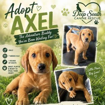 Axel 7800 -  Mixed Breed Dog for Adoption in Loxahatchee Groves, Florida - Axel 7800 | PetCurious