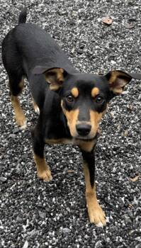 Minnie -  Beagle and Mixed Breed Dog for Adoption in Wilkesboro, North Carolina - Minnie | PetCurious