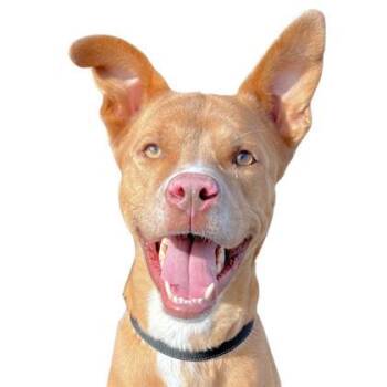 Rescue Pit Bull Terrier and Mixed Breed Dogs for Adoption - Jonas | PetCurious