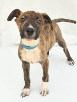 Butter -  Mountain Cur and Mixed Breed Dog for Adoption in Kansas City, Missouri - Butter | PetCurious