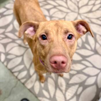 Fiona -  Terrier and Mixed Breed Dog for Adoption in Canaan, New Hampshire - Fiona | PetCurious
