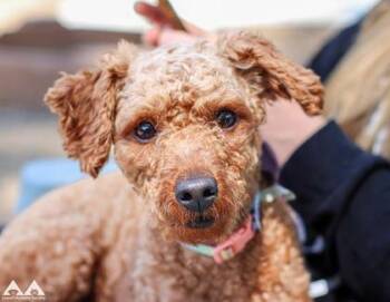 Chloe -  Poodle Dog for Adoption in Lowell, Massachusetts - Chloe | PetCurious
