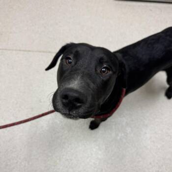 Chomp -  Mixed Breed Dog for Adoption in Murray, Utah - Chomp | PetCurious