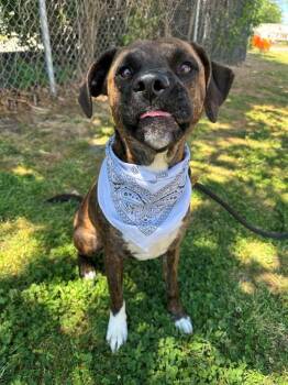 Jinkies -  Pit Bull Terrier and Hound Dog for Adoption in Richmond, Virginia - Jinkies | PetCurious
