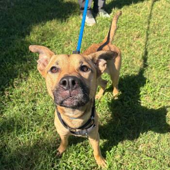 Ichigo -  Mixed Breed Dog for Adoption in Philadelphia, Pennsylvania - Ichigo | PetCurious