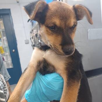Corndog -  Shepherd and Terrier Dog for Adoption in Hattiesburg, Mississippi - Corndog | PetCurious