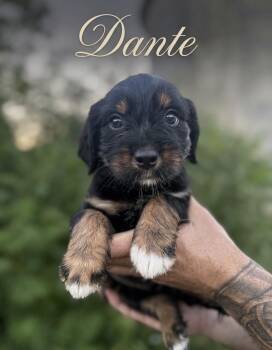 Dante -  Wheaten Terrier and Golden Retriever Dog for Adoption in Iron Ridge, Wisconsin - Dante | PetCurious