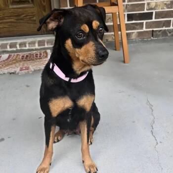 Rottweiler and Mixed Breed Dogs Available for Adoption in Polk, Ohio - Cocoa | PetCurious