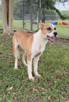 Louie -  Terrier Dog for Adoption in Friendswood, Texas - Louie | PetCurious