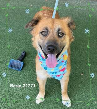 ROSIE -  Australian Shepherd Dog for Adoption in Marietta, Georgia - ROSIE | PetCurious