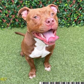 Chili -  Mixed Breed Dog for Adoption in West Palm Beach, Florida - Chili | PetCurious