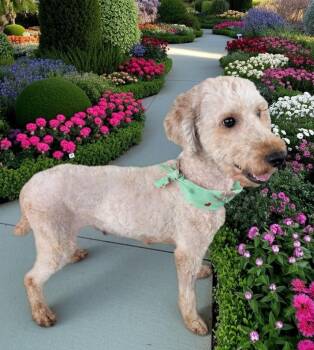 Poodle Dogs Available for Adoption - Sophia-Sweet Poodle Mix! | PetCurious
