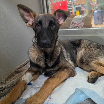 Malakai -  German Shepherd Dog Dog for Adoption in Tulsa, Oklahoma - Malakai | PetCurious