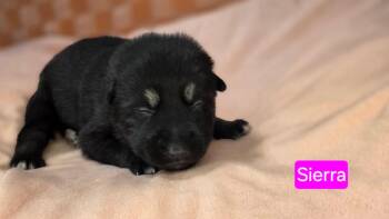 Shepherd and Pit Bull Terrier Dogs Available for Adoption in Duluth, Minnesota - Sierra | PetCurious