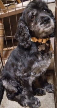 Rescue Cocker Spaniel Dogs for Adoption in Brandon, South Dakota - Molly | PetCurious