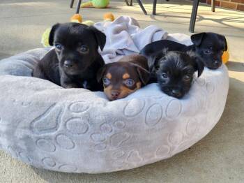 Puppies/Chuiawaha mix -  Chihuahua and Terrier Dog for Adoption in Louisville, Ohio - Puppies/Chuiawaha Mix | PetCurious