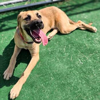 Black Mouth Cur Dogs Available for Adoption in Gainesville, Texas - Chrissy | PetCurious