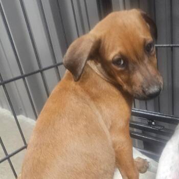 Desert -  Australian Cattle Dog Blue Heeler and Catahoula Leopard Dog Dog for Adoption in Midland, Texas - Desert | PetCurious