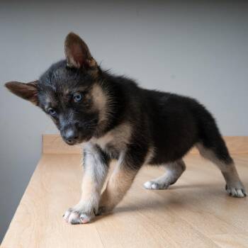 Ranger D69695 -  Shepherd Dog for Adoption in Minnetonka, Minnesota - Ranger D69695 | PetCurious