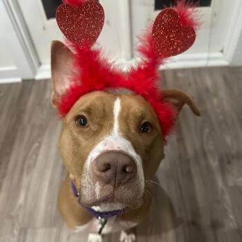 Winifred (Reduced Rover) -  Pit Bull Terrier and Mixed Breed Dog for Adoption in Abbotsford, British Columbia - Winifred (Reduced Rover) | PetCurious
