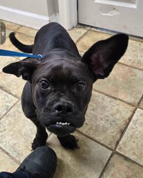 Trixie -  Boxer and Chihuahua Dog for Adoption in Monticello, New York - Trixie | PetCurious