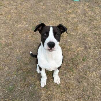 Pit Bull Terrier Dogs Available for Adoption in Valdosta, Georgia - Buster | PetCurious