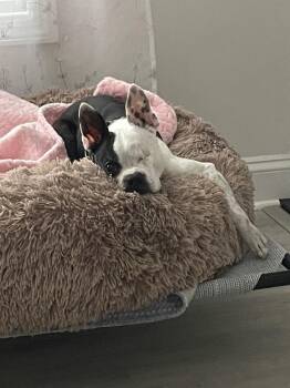 Phantom Zane-4191-Lexington, SC -  Boston Terrier Dog for Adoption in Maryville, Tennessee - Phantom Zane-4191-Lexington, SC | PetCurious