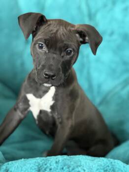 Labrador Retriever Dogs Available for Adoption in Aurora, Illinois - Nyx | PetCurious