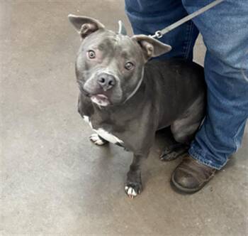 SMOKEY -  Mixed Breed Dog for Adoption in Dallas, Texas - SMOKEY | PetCurious