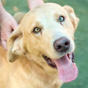 Teddy -  Mixed Breed Dog for Adoption in Memphis, Tennessee - Teddy | PetCurious