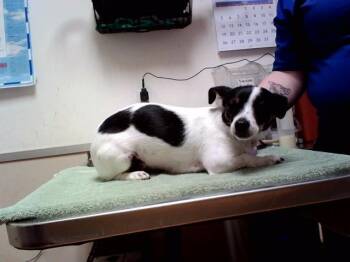 HALLIE -  Terrier Dog for Adoption in Martinez, California - HALLIE | PetCurious