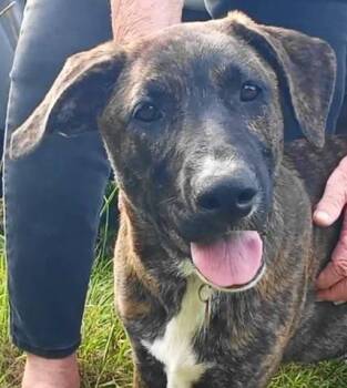 A-Grendel -  Catahoula Leopard Dog and Labrador Retriever Dog for Adoption in Frankston, Texas - A-Grendel | PetCurious