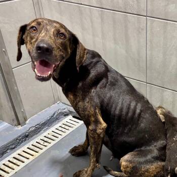 Lina -  Hound Dog for Adoption in Austin, Texas - Lina | PetCurious