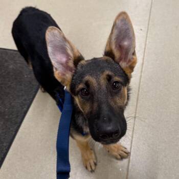 Bruno -  German Shepherd Dog Dog for Adoption in Warwick, Rhode Island - Bruno | PetCurious
