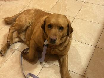 Labrador Retriever Dogs Available for Adoption - MISTY | PetCurious